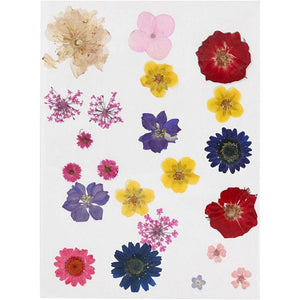 Pressed Flowers, Assorted Colours