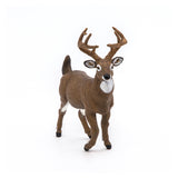 White-Tailed Deer