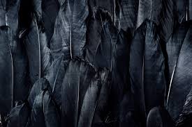 Black Feathers Pack 0F 200