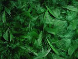 Feathers - Green  (200)