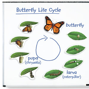 Magnetic Butterfly Life Cycle