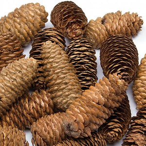 Long Pine Cones (Pack of 20)