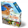 I AM BLUEBIRD 300pc