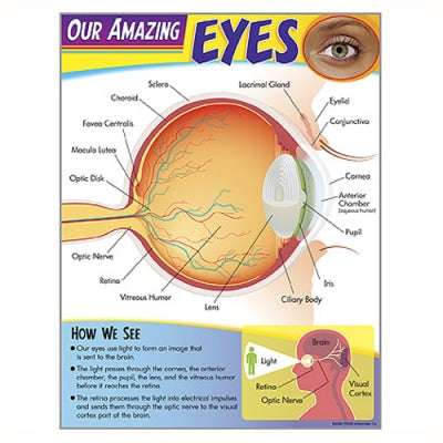 LEARNING CHART-OUR AMAZING EYES
