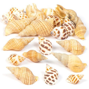 Mollusc Shells (Pack of 200g)