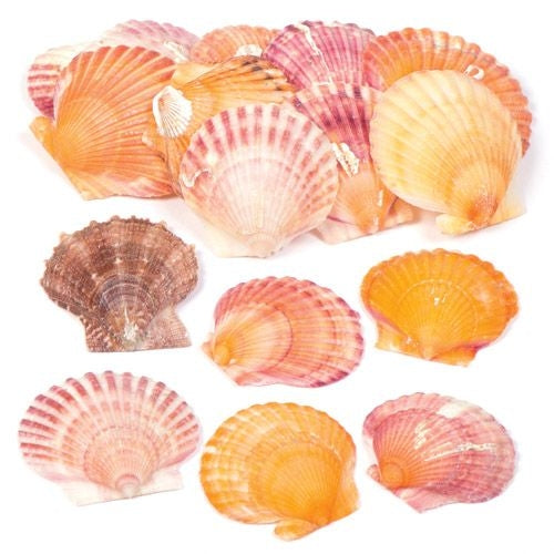 Mini Scallop Shells
