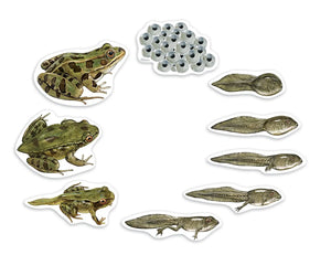 Magnetic Frog Life Cycle