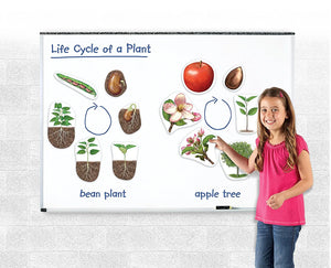 Magnetic Plant Life Cycles
