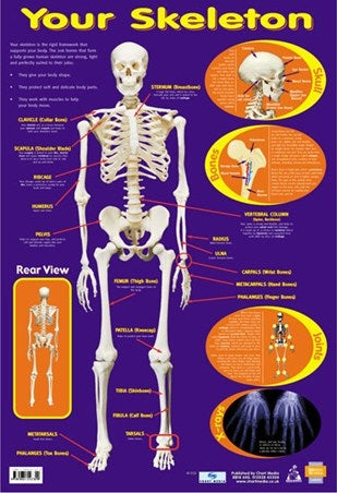 POSTER-YOUR SKELETON